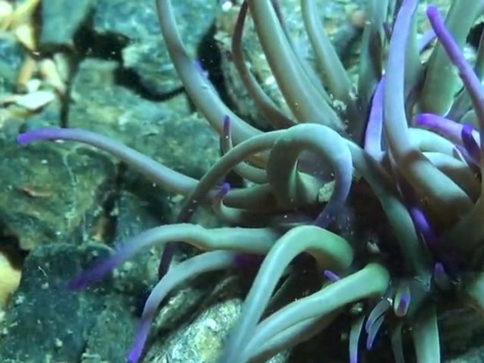 Autour de l'épave du petit chaland