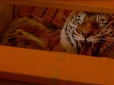 Life of Pi (L'Odyssée de Pi) - International Trailers JK / Bande-Annonce [VO|1080p]