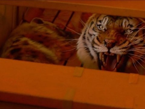 Life of Pi (L'Odyssée de Pi) - International Trailers JK / Bande-Annonce [VO|1080p]