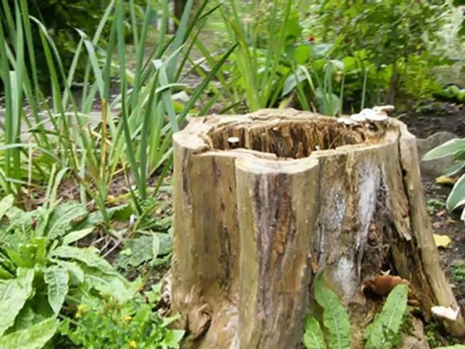 les hortillonnages d'Amiens