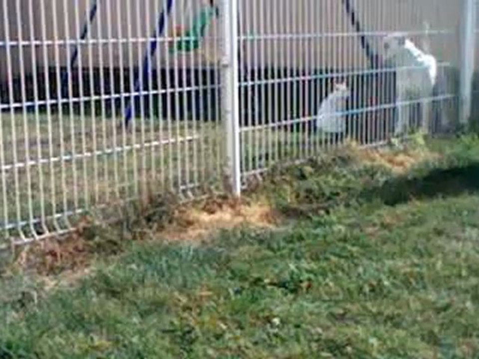 un chien ++UN CHAT