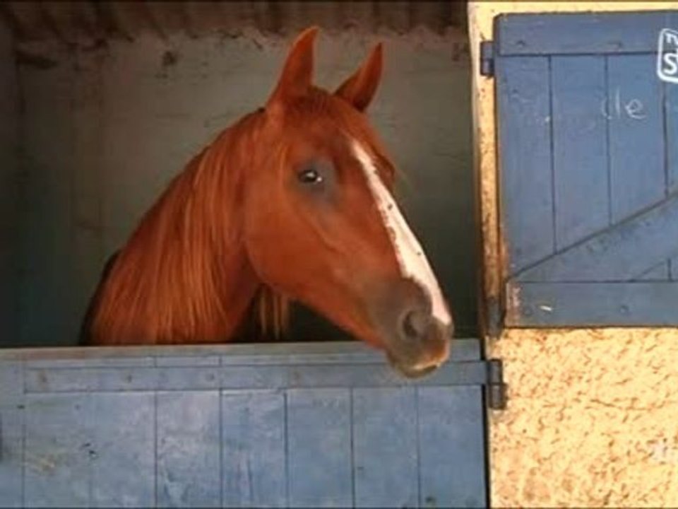 Territoire au Haras de Font Divie - Marguerittes (Partie 1)