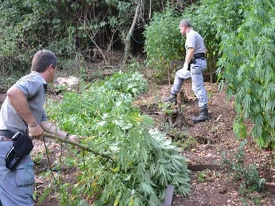 26 piante di marija in terrazzo arrestato