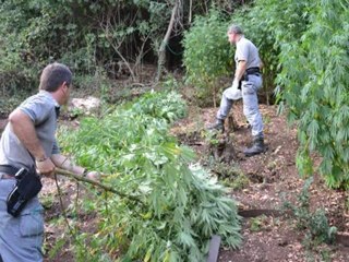 26 piante di marija in terrazzo arrestato