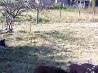 Génépi de l'ardoise bergère dite Gin 9 mois au troupeau