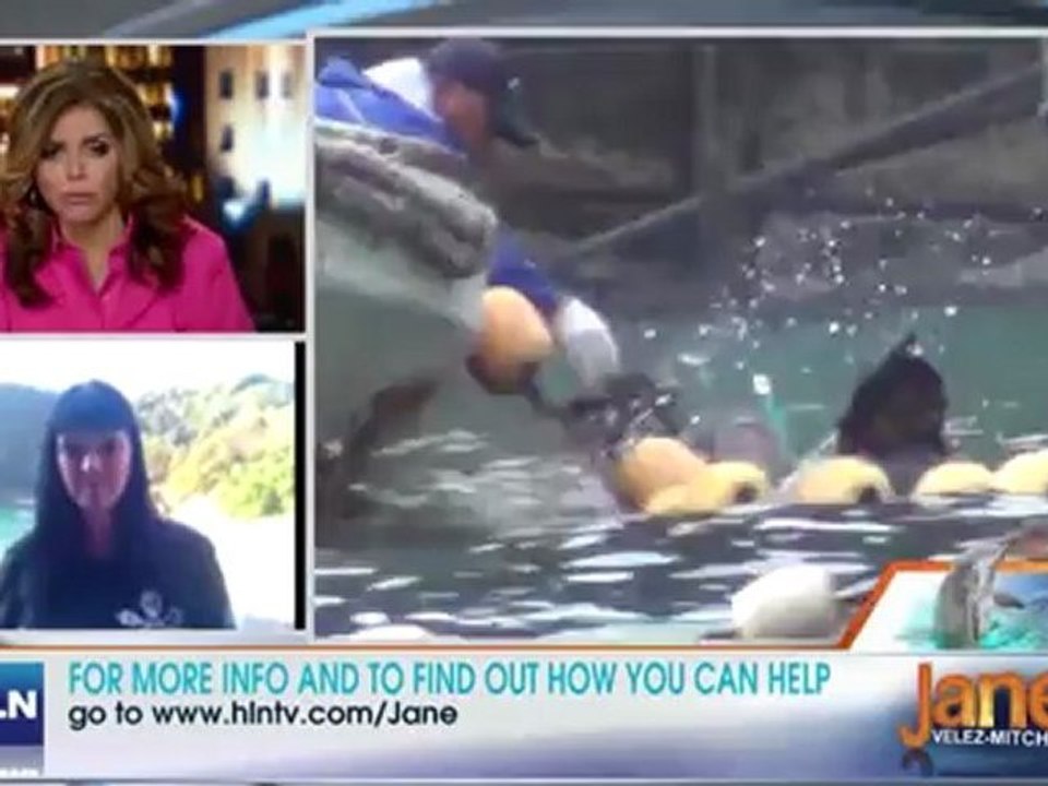 Activists  Taiji dolphin slaughter is 'inhumane'