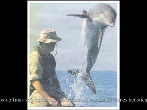 Origenes de la musica - El cerebro auditivo