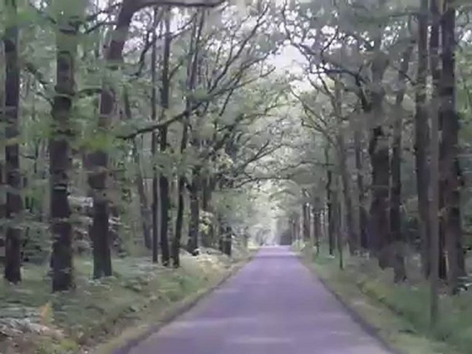 Forêt de La Meilleraie