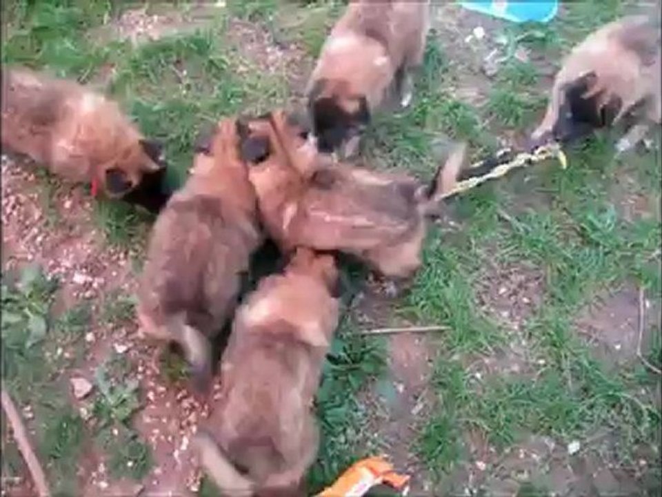 Chiots Tervueren Aunix x Evy - 6 semaines