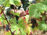 Gevrey-Chambertin: vendanges dans l'ombre chinoise