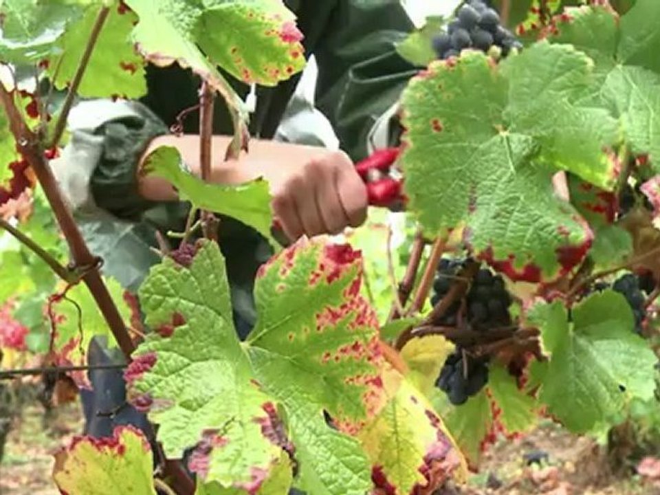 Gevrey-Chambertin: vendanges dans l'ombre chinoise