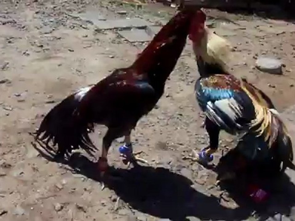 Alibaba vs ChiHine (21sep12)