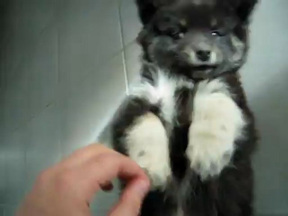 lapinkoira, Heaven qui fait sa belle !