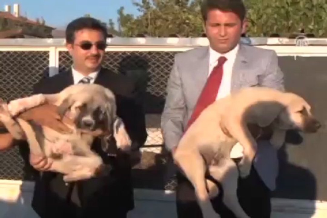 Tarihi zenginlikleri ''Anadolu aslanı'' koruyacak