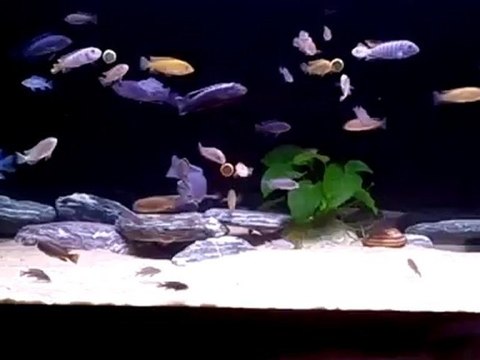 Mbuna tank.( Jbl Novo Fect,Jbl Novo Tab and Sera Spirulina)