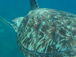 rencontre avec une tortue anse dufour
