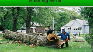 Tree Service Chicago | Tree Service Illinois | 708-256-6732 | County Tree Service Inc.
