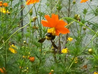 夏も終わり！クマハチ、カマキリ、トンボ　秋の準備！ HD 720p