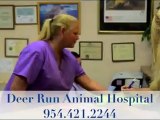 Deerfield Beach Vet, Broward County Vet, Vet Hillsboro Beach