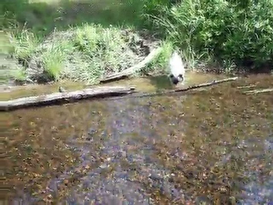 Ma nouvelle chienne Chloé à la rivière.