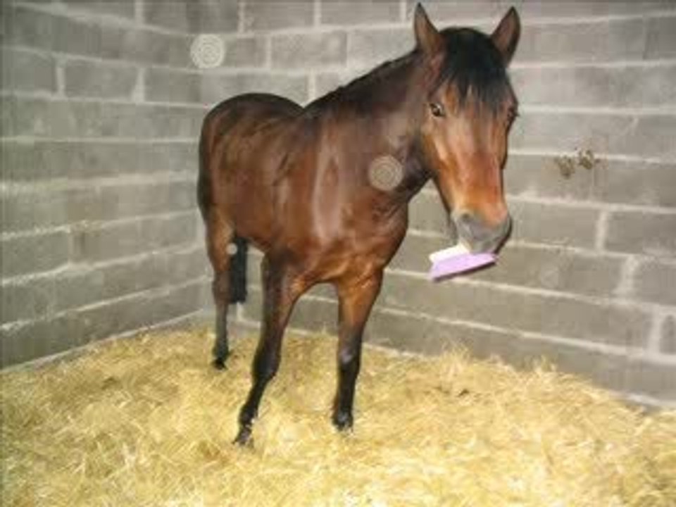 Lève-papatte KraKra