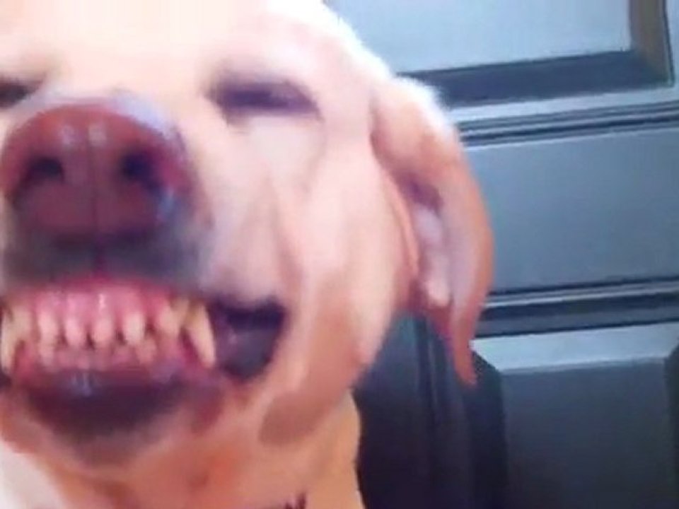 Ein armer Hund
