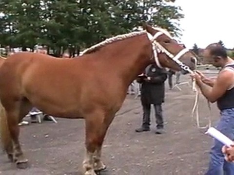 CEMBOING : CONCOURS DE CHEVAUX