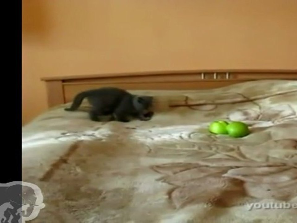 Chaton VS Deux pommes