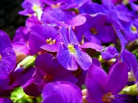 ALISIRIM SAFİYE SOYMAN