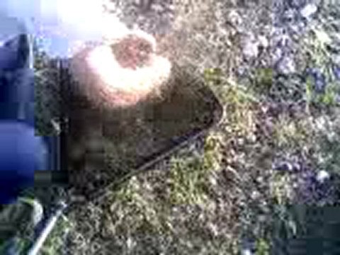 Kırsehir-karaova(aynalı sazan)