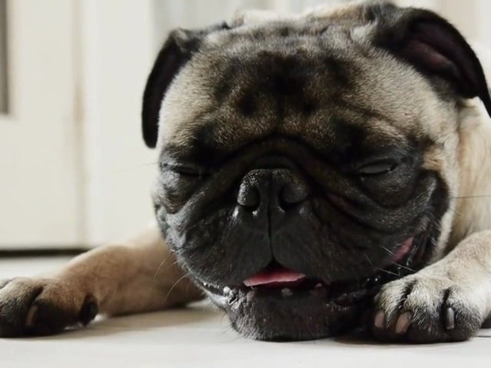 Buddy the Mischievous Pug: Sleepless