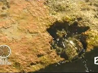 Reportage O des Salines - Télématin