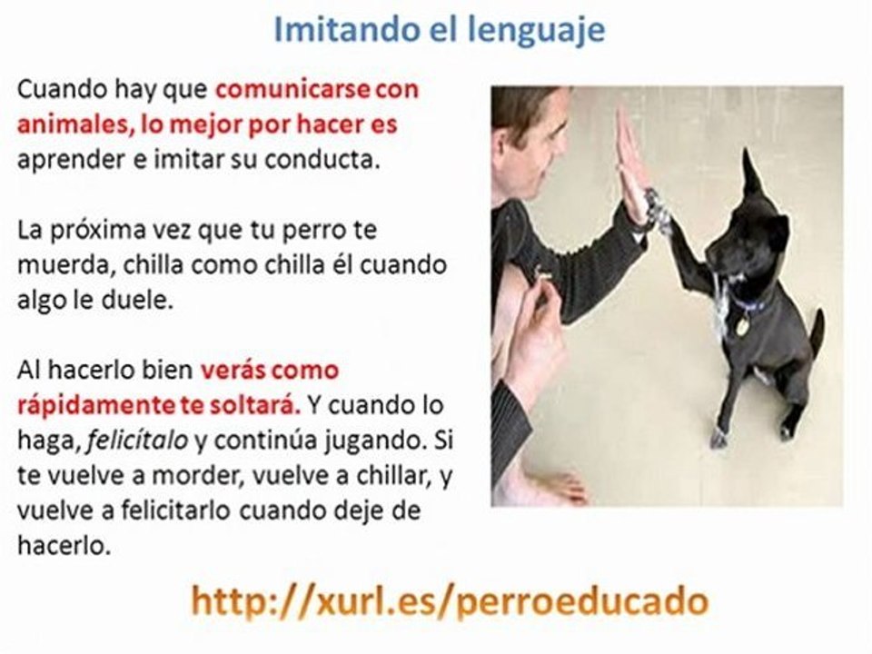Inhibir la mordida en el perro (adiestramiento canino, educar un perro, adiestrar, enseñar)
