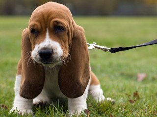 What to do when bringing home a new puppy