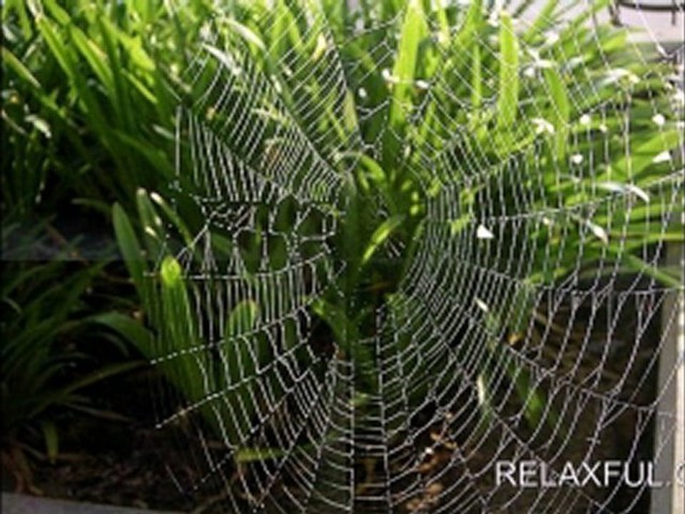 Amazing Pictures of Spiders!