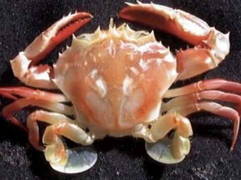 Amazing Ocean Creatures Washed Up From Japan