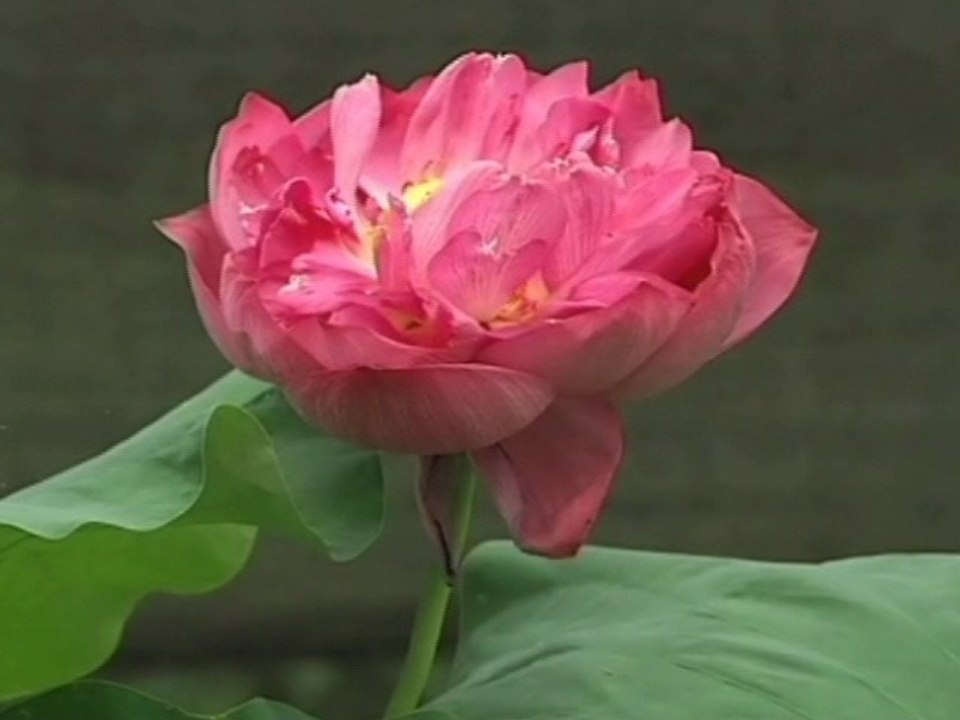 Mutant Lotus Bred in Space on Display in Chongqing, China