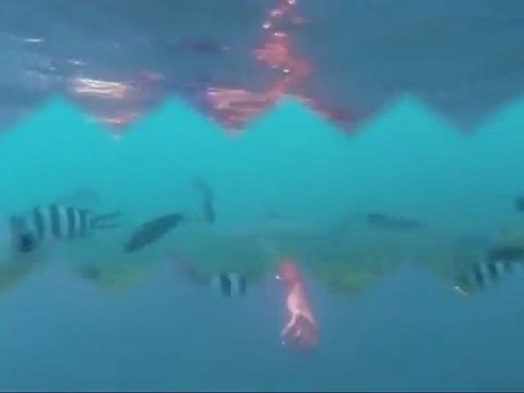 Matt Snorkeling Trip Perhentian Island Malaysia