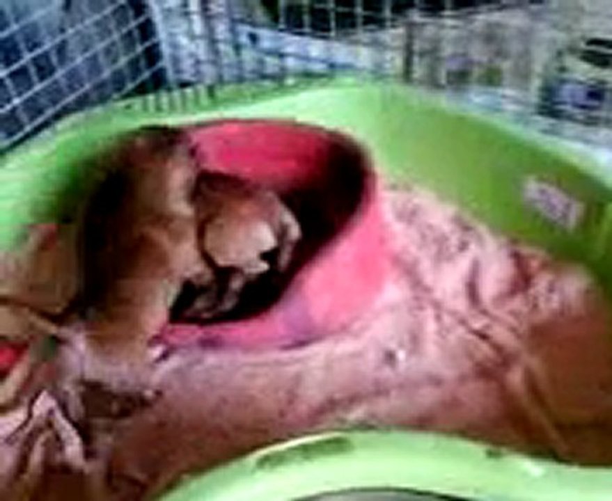 Staffie