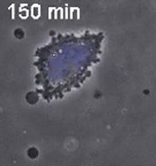microfluidic elveflow sqweezed MEF cell
