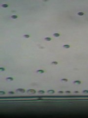 microfluidic elveflow wetting instability 2