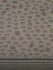 microfluidic elveflow wetting instability 3