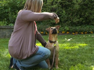 Puppy training basics