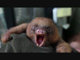 Yawning Baby Sloth