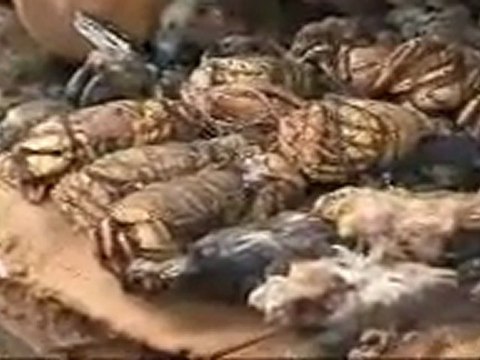 symptoms of voodoo at the market