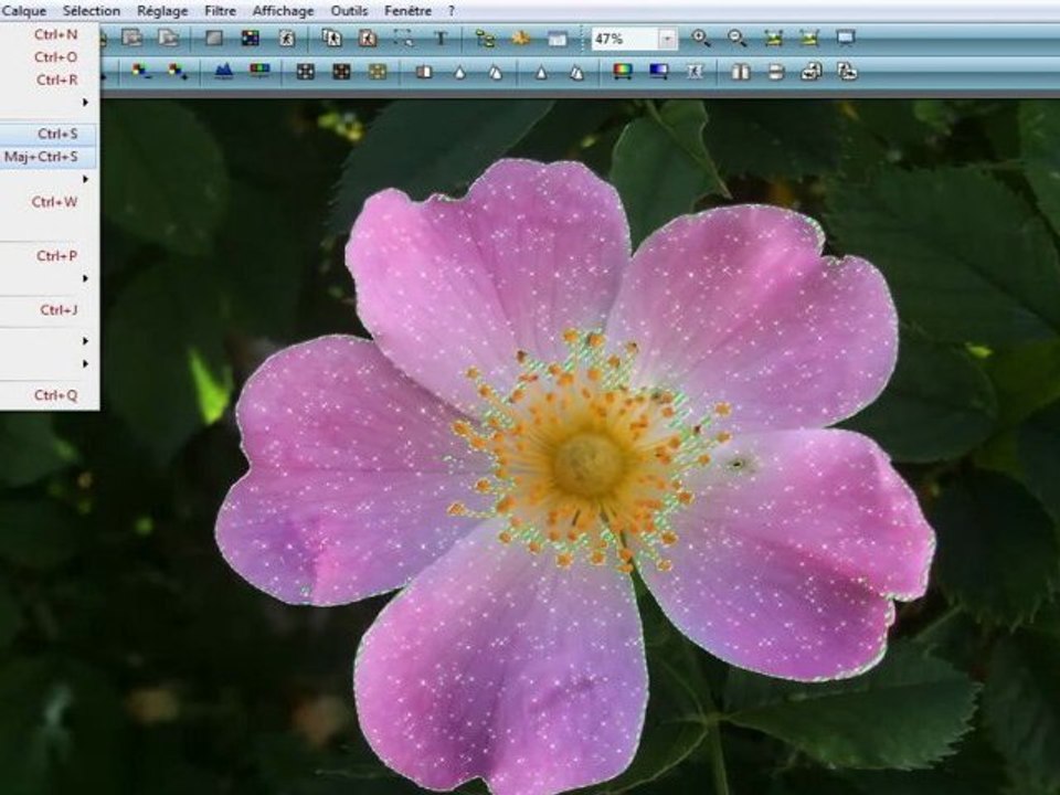 Rose scintillante