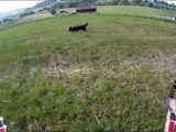quadcopter HD onboard, fast forward and dog chasing