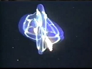 Işık saçan denizdeki canlılar