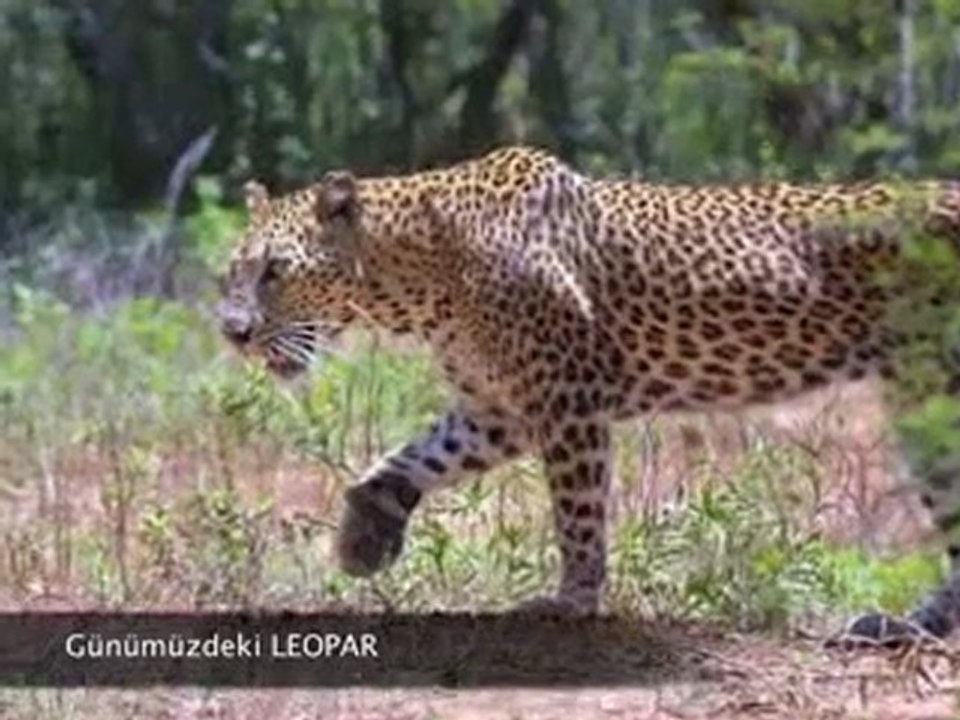 Yaşayan Fosiller Evrimi Yalanlıyor 2