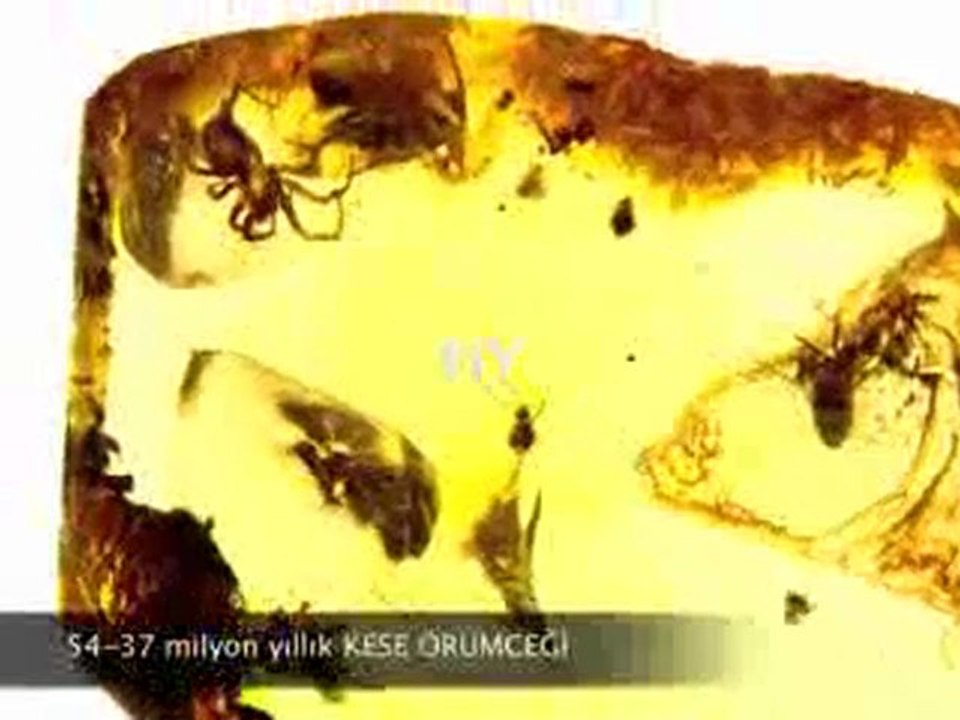 Yaşayan Fosiller Evrimi Yalanlıyor 3